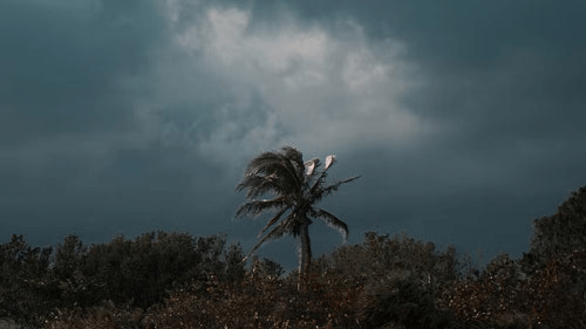 嵐の中佇む木の様子
